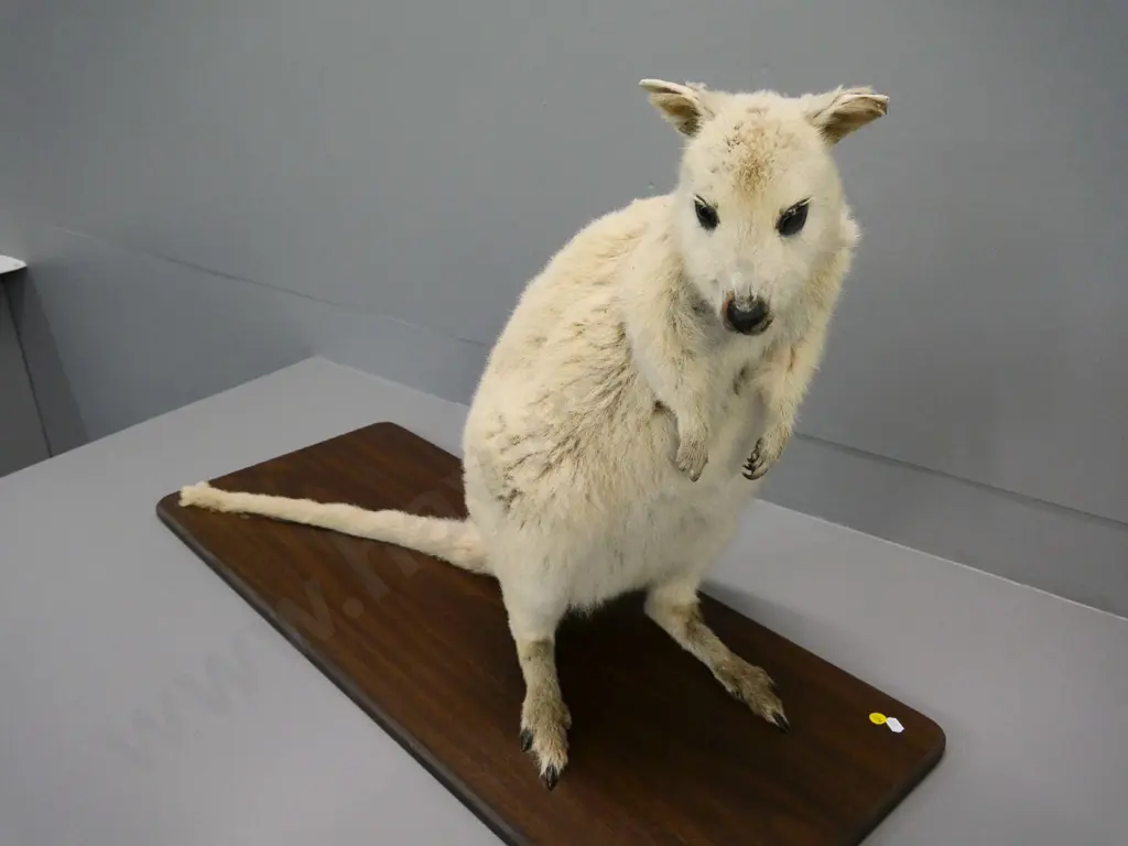 taxidermy wallaby mounted on board - damage to ears and tail H-530 Board L-880 Image 1++