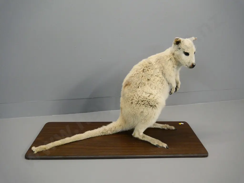 taxidermy wallaby mounted on board - damage to ears and tail H-530 Board L-880 Image 1++