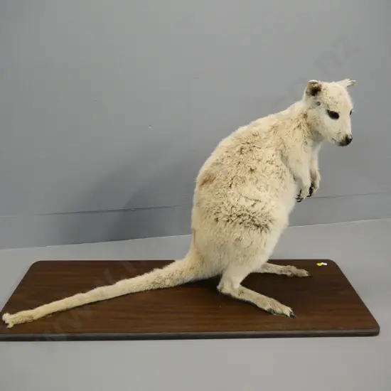 taxidermy wallaby mounted on board - damage to ears and tail H-530 Board L-880