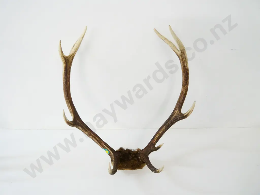 10-point deer antlers H-640 W-520 Image 1++