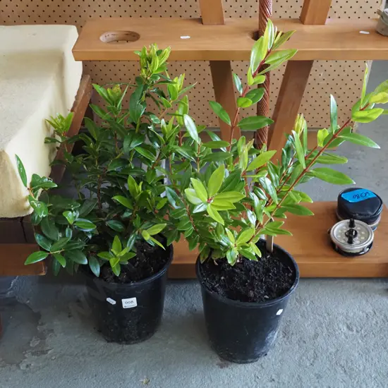 2x potted pohutukawa