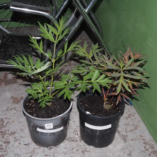 2x red tree peonies