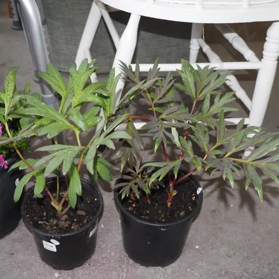 2x red tree peonies