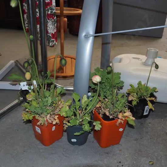 6x potted poppies