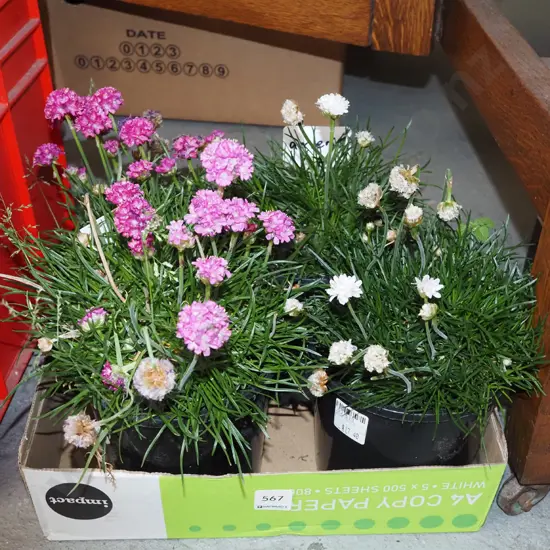 4x potted ameria