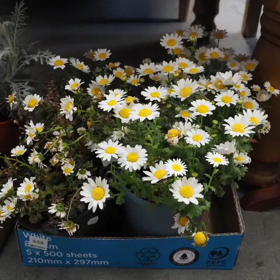 4x potted daisies