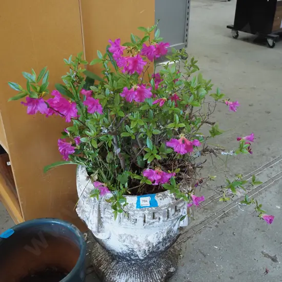 azalea in concrete urn