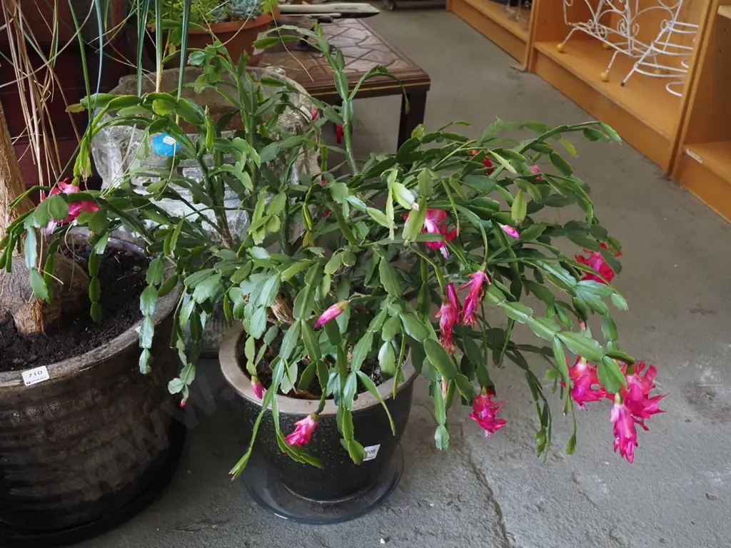 flowering succulent in garden planter  - Christmas cactus Image 1++
