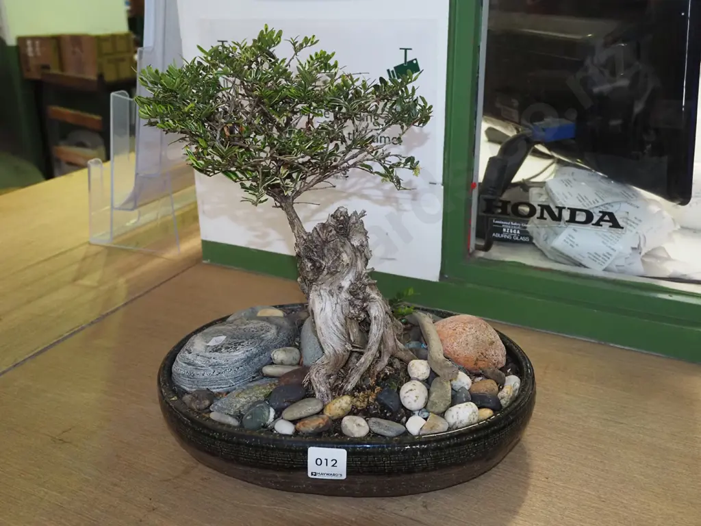 small bonsai planter H300 Image 1++