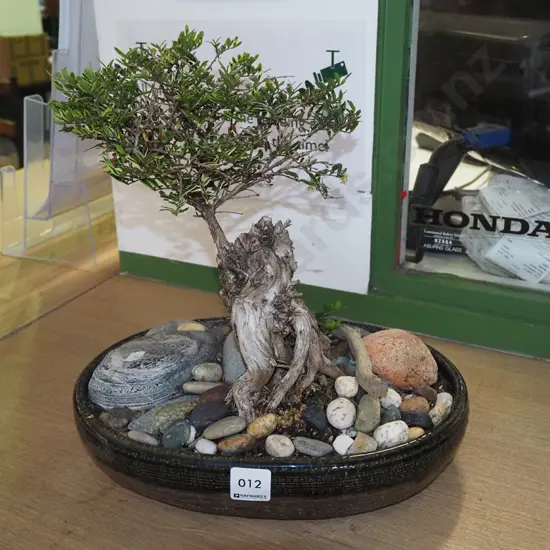 small bonsai planter H300