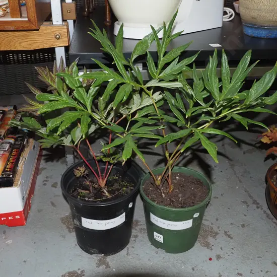 2x potted red tree peonies