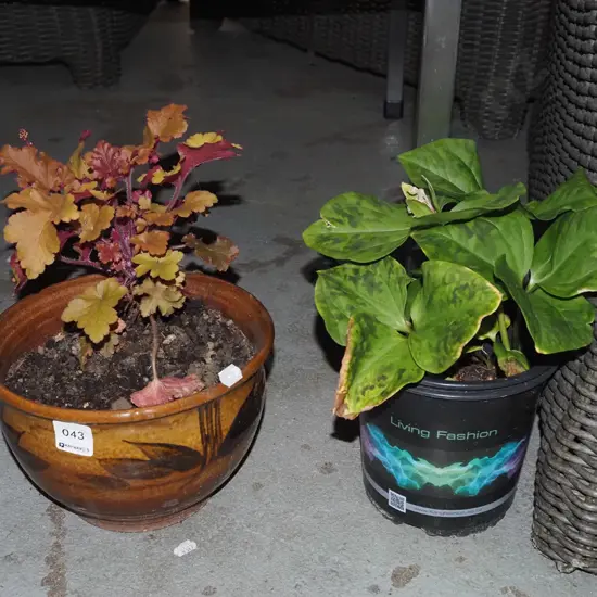 potted heuchera, trillium