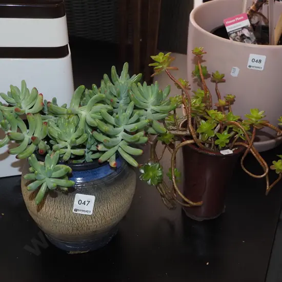 2x potted succulents