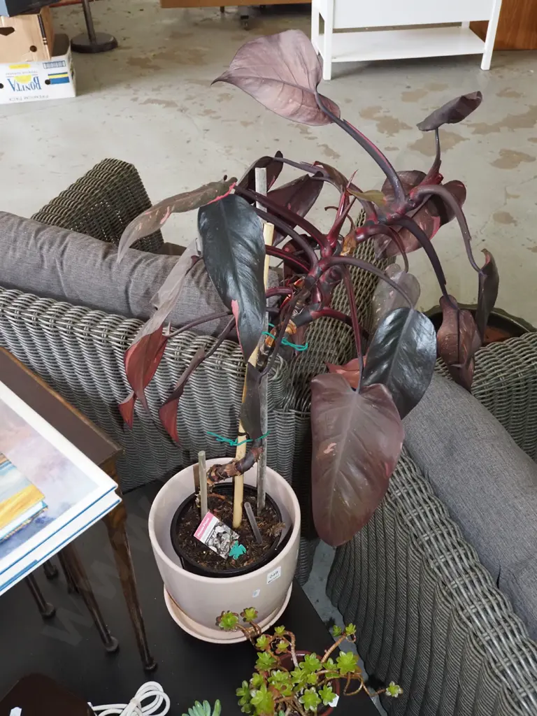 potted pink princess philodendron Total H750 Image 1++