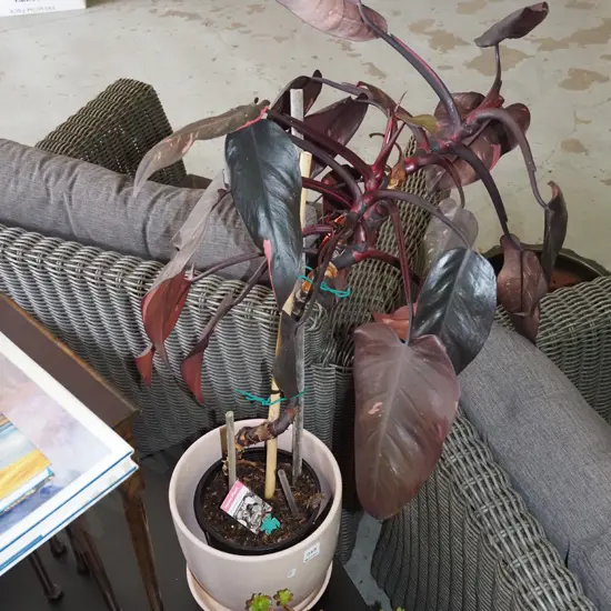 potted pink princess philodendron Total H750
