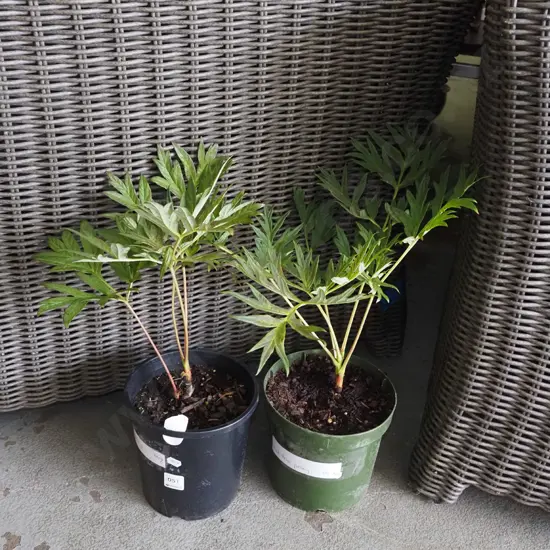 2x potted red tree peonies