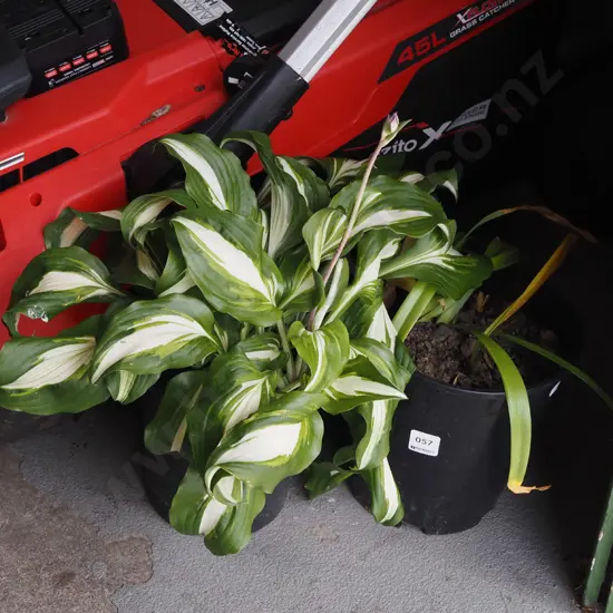 potted variegated hosta, white nerines