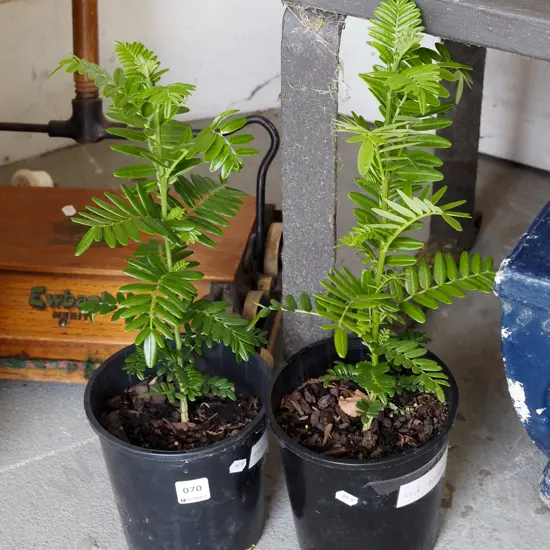 2x pottted red kakas beaks