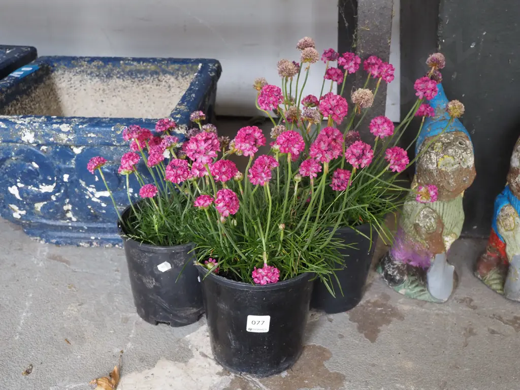 3x potted pink amerias Image 1++