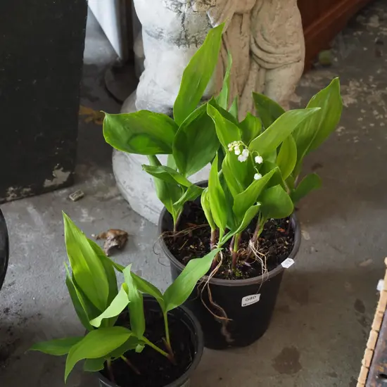 2x potted lily of the valley