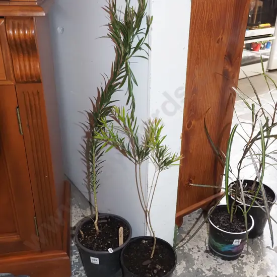 2x potted bottle brushes