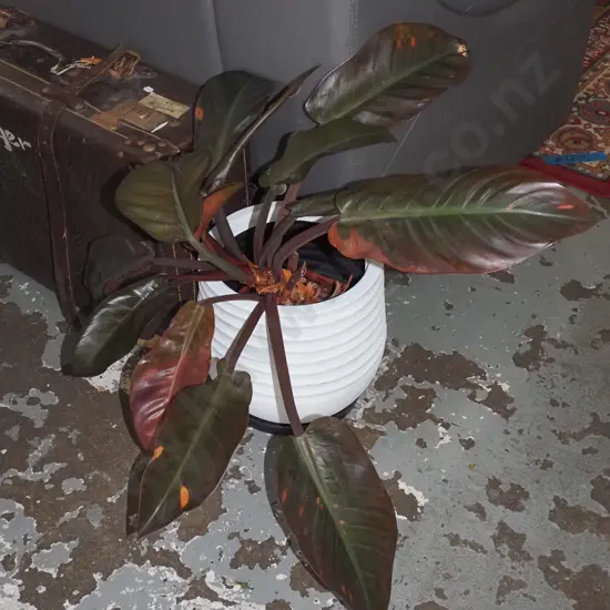 potted pink princess philodendron Total 530