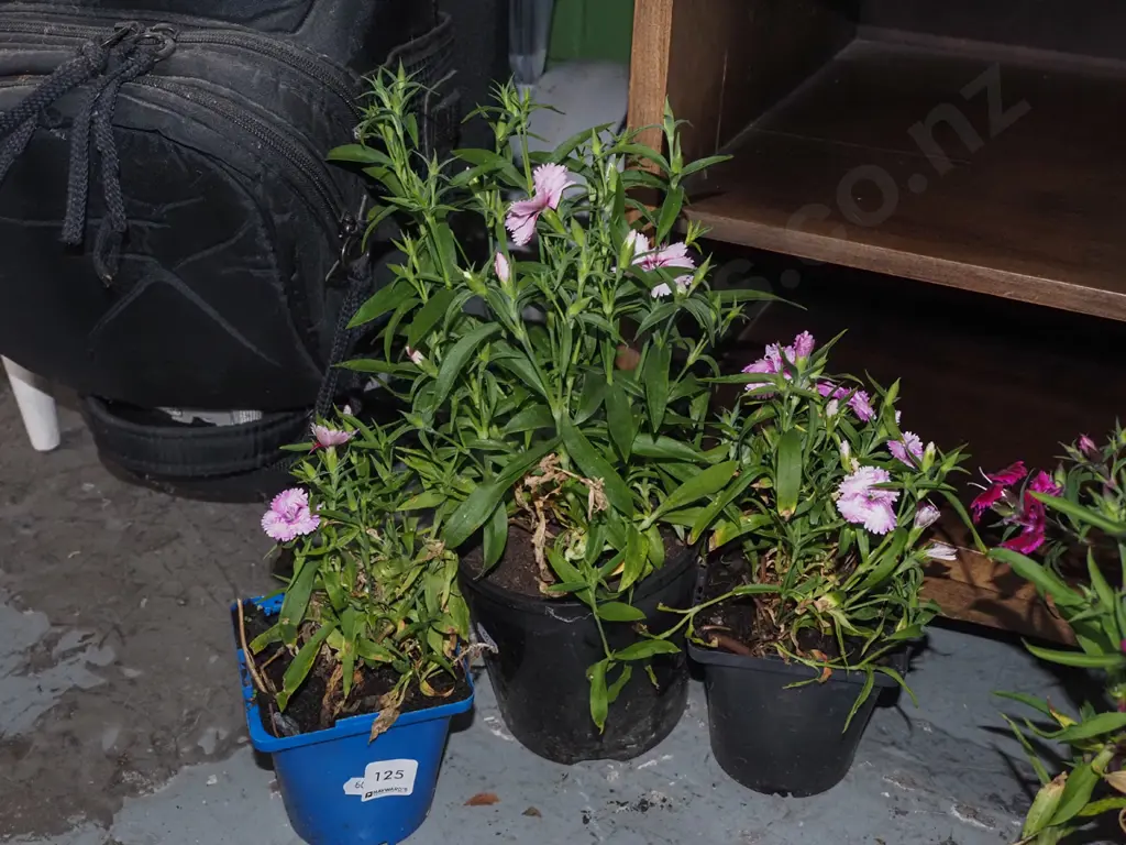 3x potted pink dianthus Image 1++
