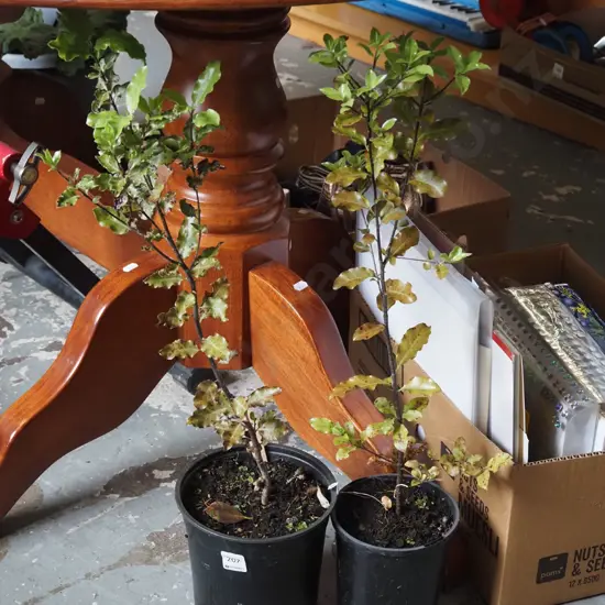 2x potted koro