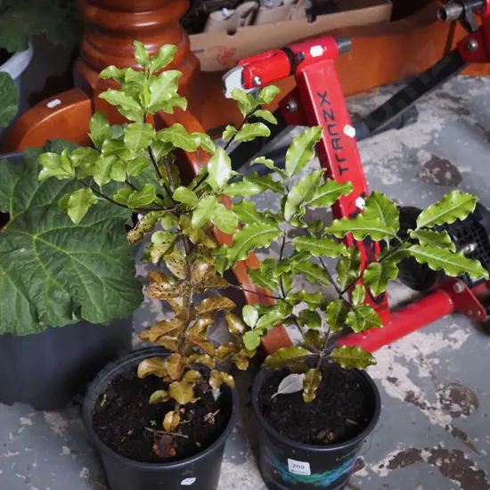 2x potted koro