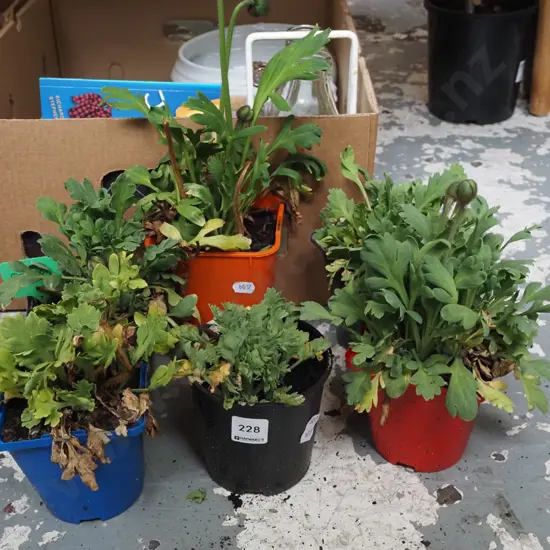 6x potted poppies