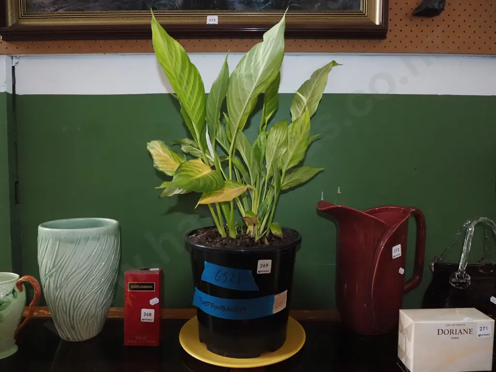 potted dieffenbachia  Image 1++
