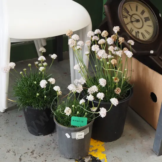 3x potted amerias