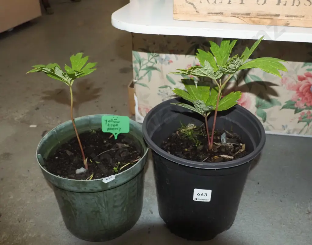 2x potted  yellow tree peonies Image 1++