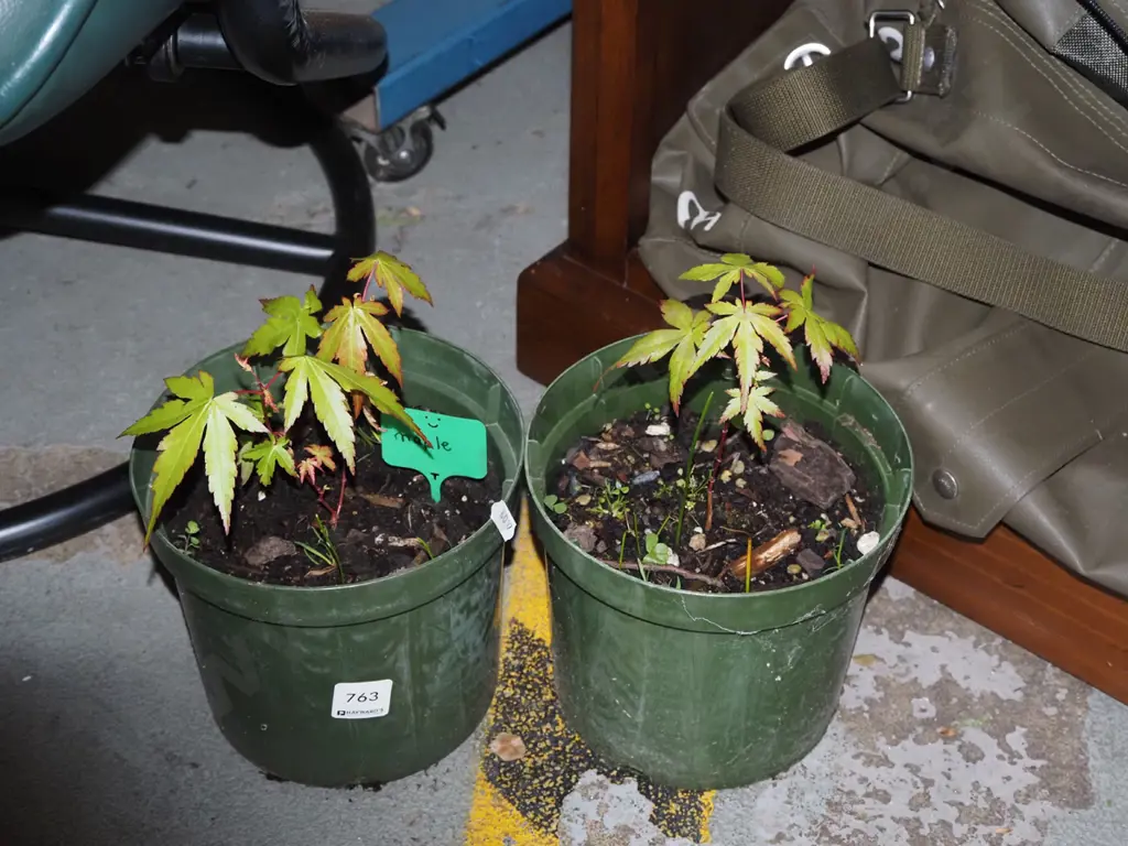 2x small potted maples Image 1++