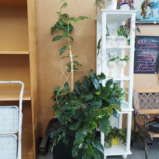 plastic potted indoor coffee plant - has had hard prune Plant H1300