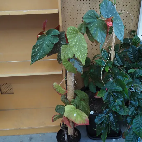 begonia escargot in plastic planter Total H1200