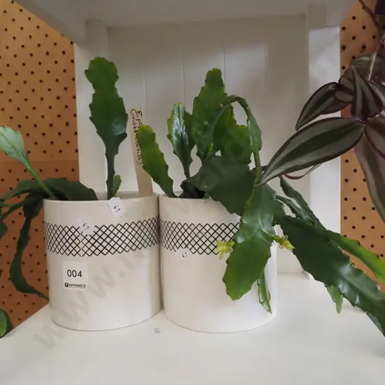 2x potted indoor orchid cacti