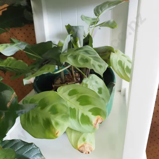 unknown plant in planter