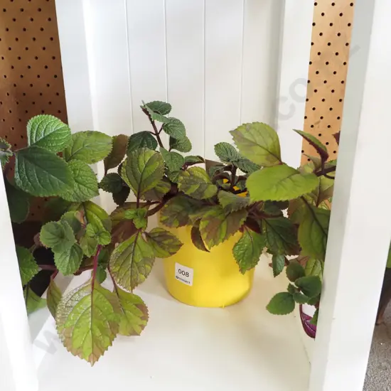 potted Swedish ivy in yellow jardiniere
