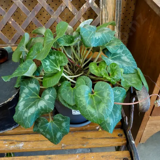 cyclamen in plastic pot