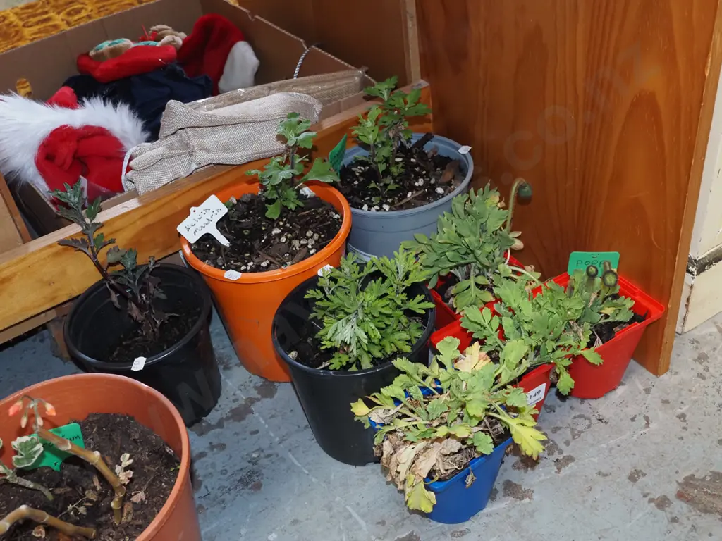 8x various potted plants Image 1++