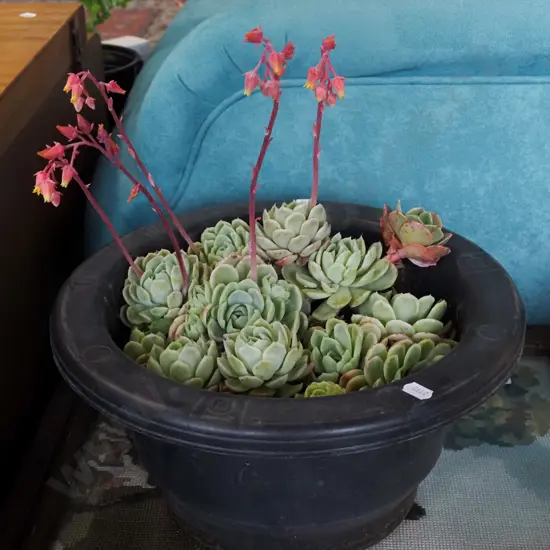 plastic potted succulents