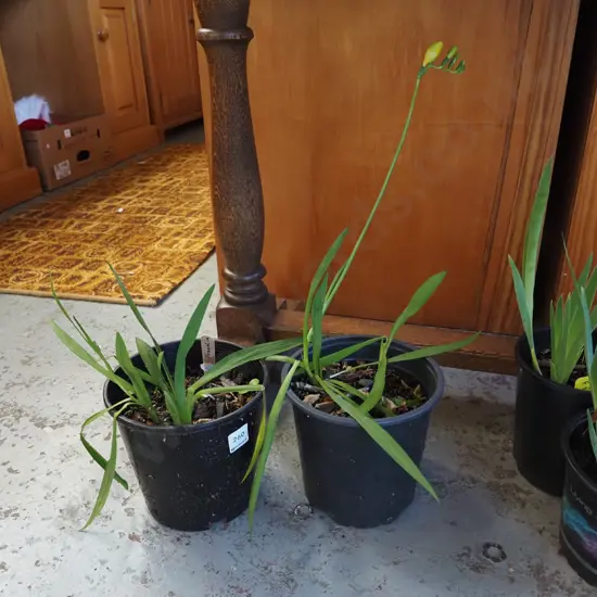 2x potted freeshia