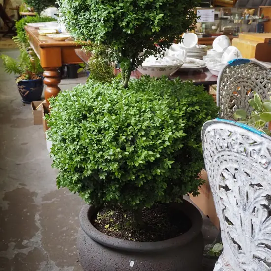 buxus in composite planter Total H1250