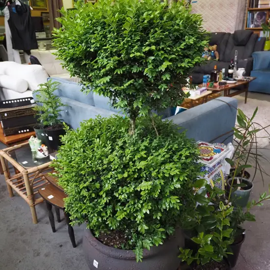 buxus in composite planter Total H1250