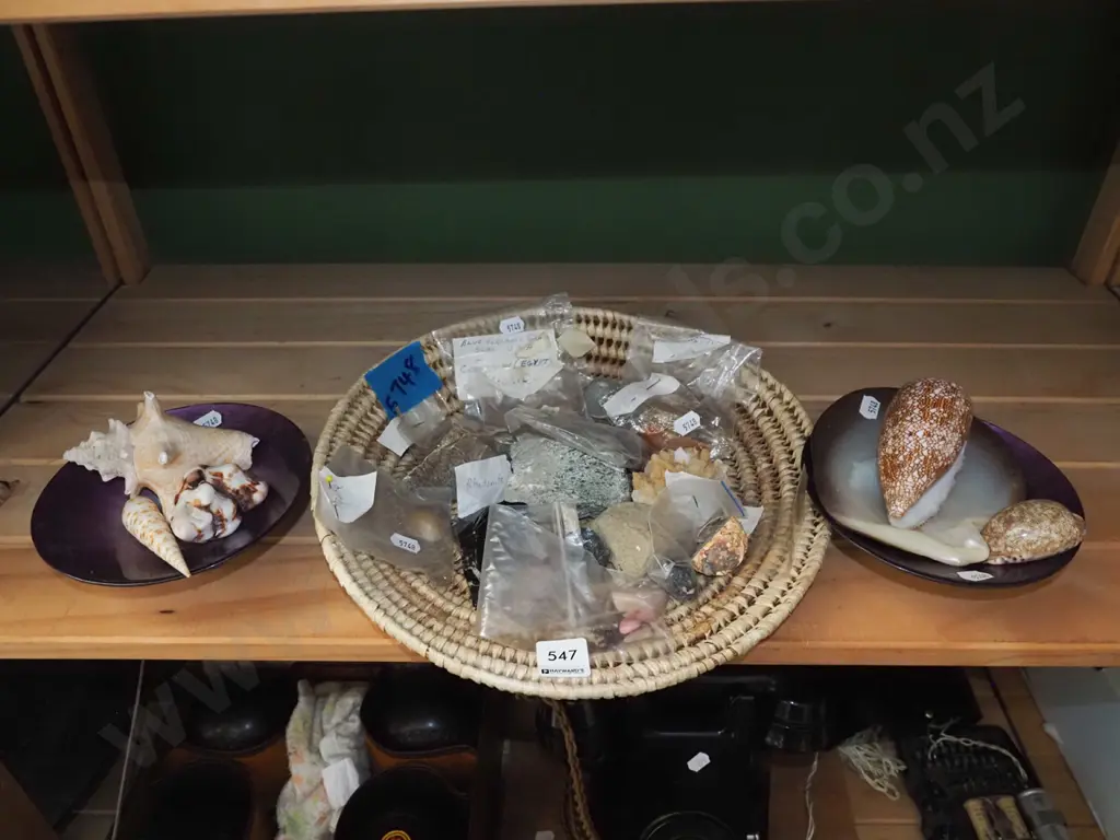 seashells Image 1++