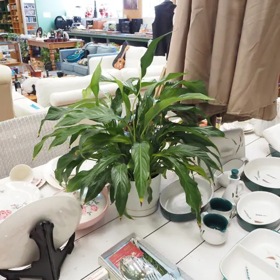 peace lily in plastic planter Total H600