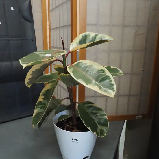 ficus in plastic planter Total H490