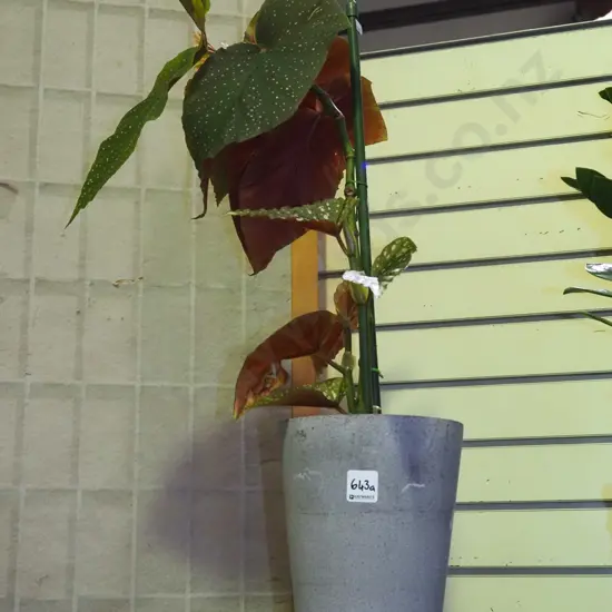 begonia escargot in composite planter Total H670