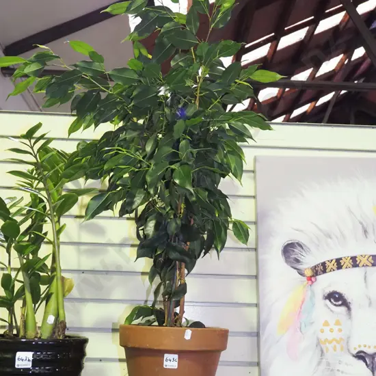 ficus in terracotta planter Total H900
